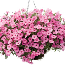 Load image into Gallery viewer, 12” Hanging Baskets