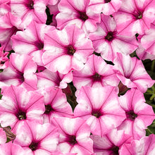 Load image into Gallery viewer, 10 - 4” Vista Pots