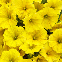 Load image into Gallery viewer, 10 - 4” Vista Pots