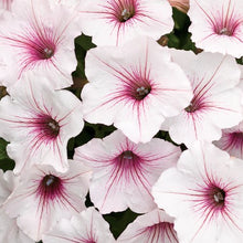 Load image into Gallery viewer, 10 - 4” Vista Pots
