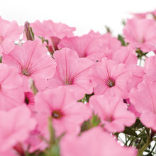 Load image into Gallery viewer, 10 - 4” Vista Pots