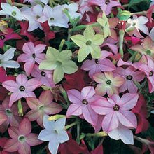Load image into Gallery viewer, Nicotiana - Perfume Mix