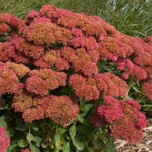 Load image into Gallery viewer, Sedum spectabile 'Autumn Fire'