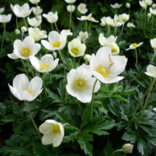Load image into Gallery viewer, Anemone sylvestris (Snowdrop anemone)