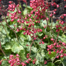 Load image into Gallery viewer, Heuchera 'Arctic Mist'