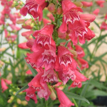 Load image into Gallery viewer, Penstemon barbatus 'Clearly Coral'