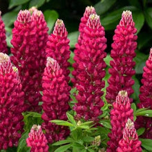 Load image into Gallery viewer, Lupinus x Mini-Gallery Pink
