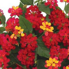 Load image into Gallery viewer, Lantana Havana Cherry