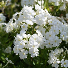 Load image into Gallery viewer, Phlox paniculata 'Early White'