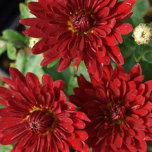 Load image into Gallery viewer, Chrysanthemum 'Morden Garnet'