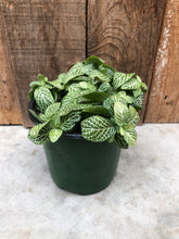Load image into Gallery viewer, Nerve Plant