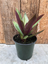 Load image into Gallery viewer, Moses in the Cradle