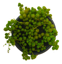 Load image into Gallery viewer, String of Pearls