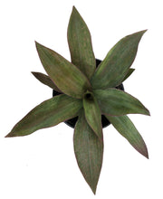 Load image into Gallery viewer, Moses in the Cradle