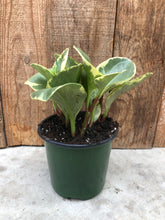 Load image into Gallery viewer, Peperomia Obtusifolia Variegated