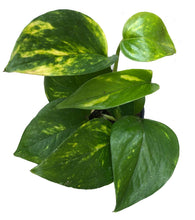 Load image into Gallery viewer, Golden Pothos