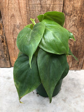 Load image into Gallery viewer, Philodendron Cordatum