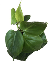 Load image into Gallery viewer, Philodendron Cordatum