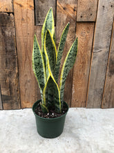 Load image into Gallery viewer, Sansevieria Laurentii