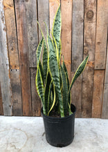 Load image into Gallery viewer, Sansevieria Laurentii