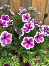 Load image into Gallery viewer, Purple White Mix