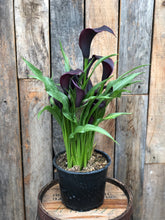 Load image into Gallery viewer, Calla Lilies
