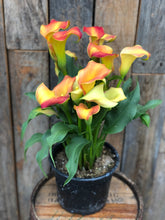 Load image into Gallery viewer, Calla Lilies