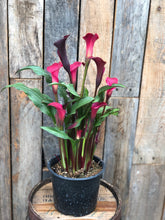 Load image into Gallery viewer, Calla Lilies