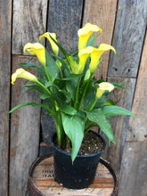 Load image into Gallery viewer, Calla Lilies