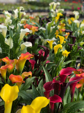 Load image into Gallery viewer, Calla Lilies