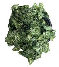 Load image into Gallery viewer, Nerve Plant