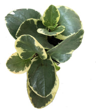 Load image into Gallery viewer, Peperomia Obtusifolia Variegated
