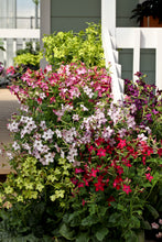 Load image into Gallery viewer, Nicotiana - Perfume Mix
