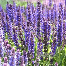 Load image into Gallery viewer, Salvia nemorosa 'Salute Deep Blue'
