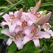 Load image into Gallery viewer, Lilium 'Sunny Bonaire'