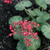 Load image into Gallery viewer, Heuchera 'Arctic Mist'