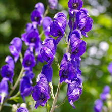 Load image into Gallery viewer, Aconitum napellus (monkshood)