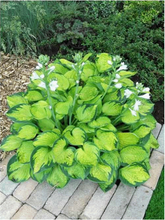 Load image into Gallery viewer, Hosta 'Rainforest Sunrise'