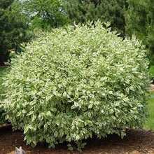Load image into Gallery viewer, Ivory Halo Dogwood