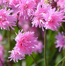 Load image into Gallery viewer, Lychnis Floscuctata 'Jenny'