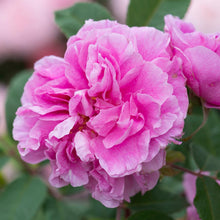 Load image into Gallery viewer, Therese Bugnet Rose