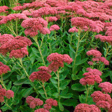 Load image into Gallery viewer, Sedum spectabilis 'Autumn Joy'