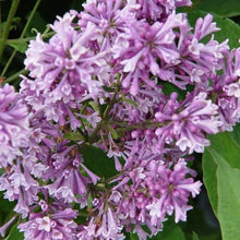 Load image into Gallery viewer, Lilac Royalty