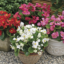 Load image into Gallery viewer, Begonia Bada Bing® Mix
