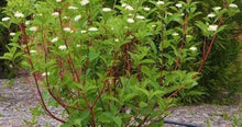 Load image into Gallery viewer, Cardinal Dogwood