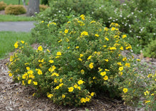 Load image into Gallery viewer, Potentilla Goldfinger