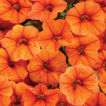 Load image into Gallery viewer, Calibrachoa Orange