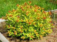 Load image into Gallery viewer, Spirea Goldflame