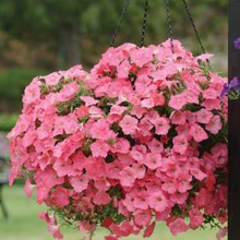 Load image into Gallery viewer, Petunia Easy Wave® Coral Reef