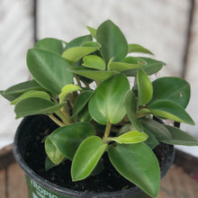 Load image into Gallery viewer, Peperomia Pixie Green